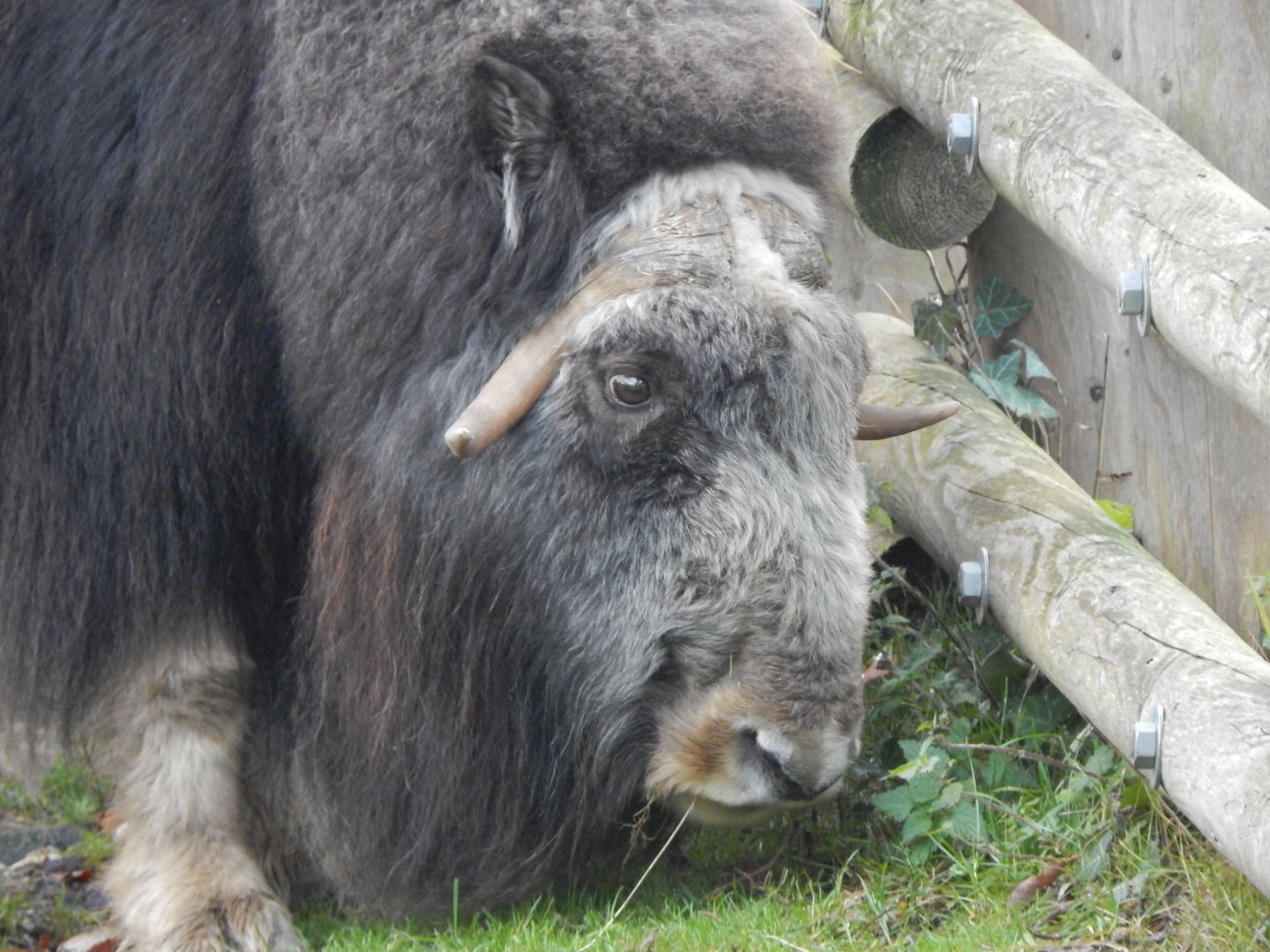 Musk-ox 261124