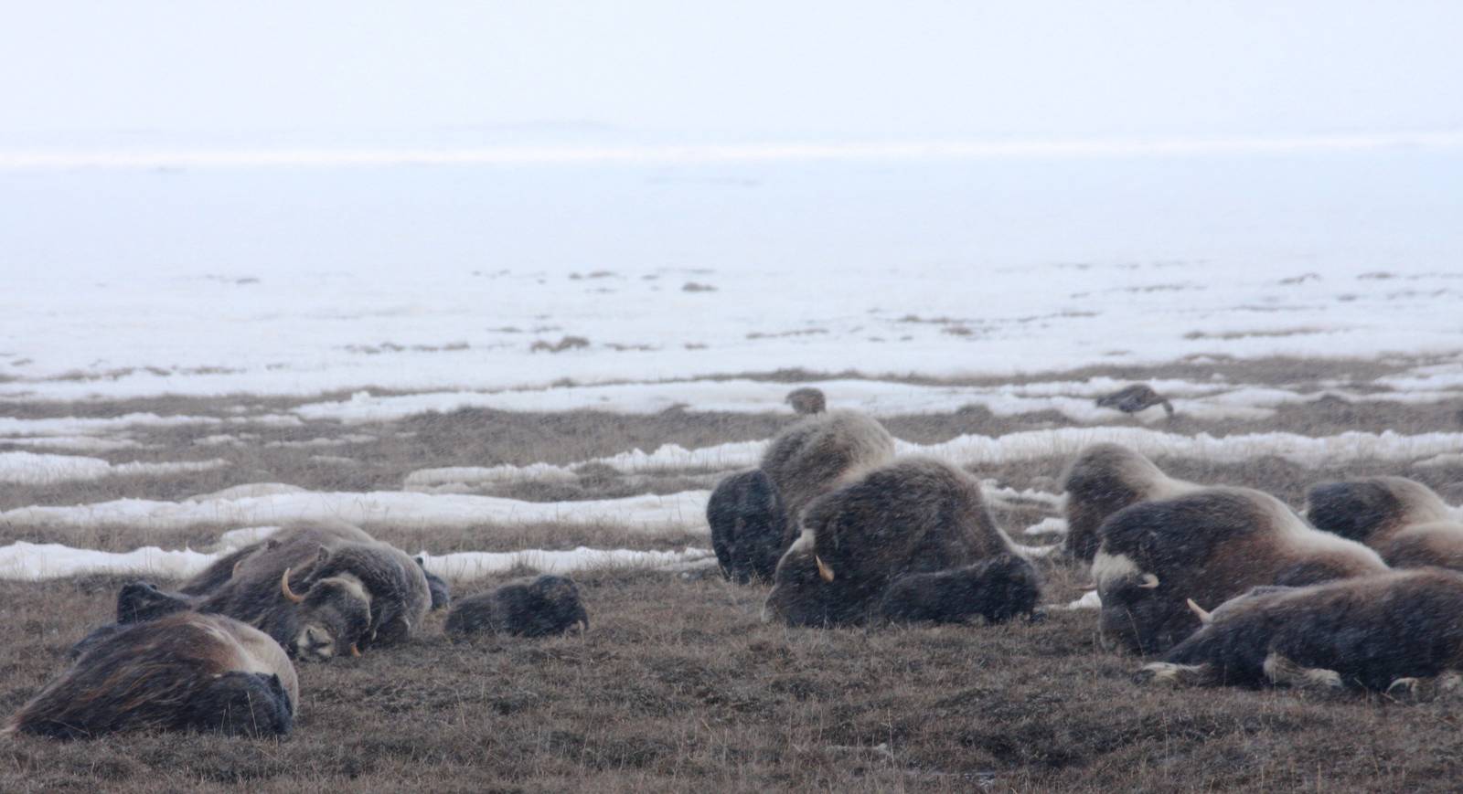 Musk Ox - Alaska.