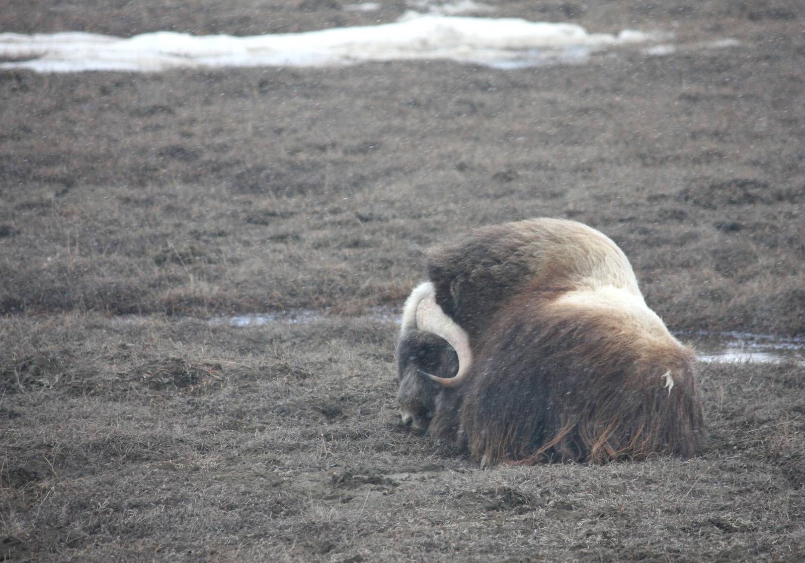 Musk Ox - Alaska