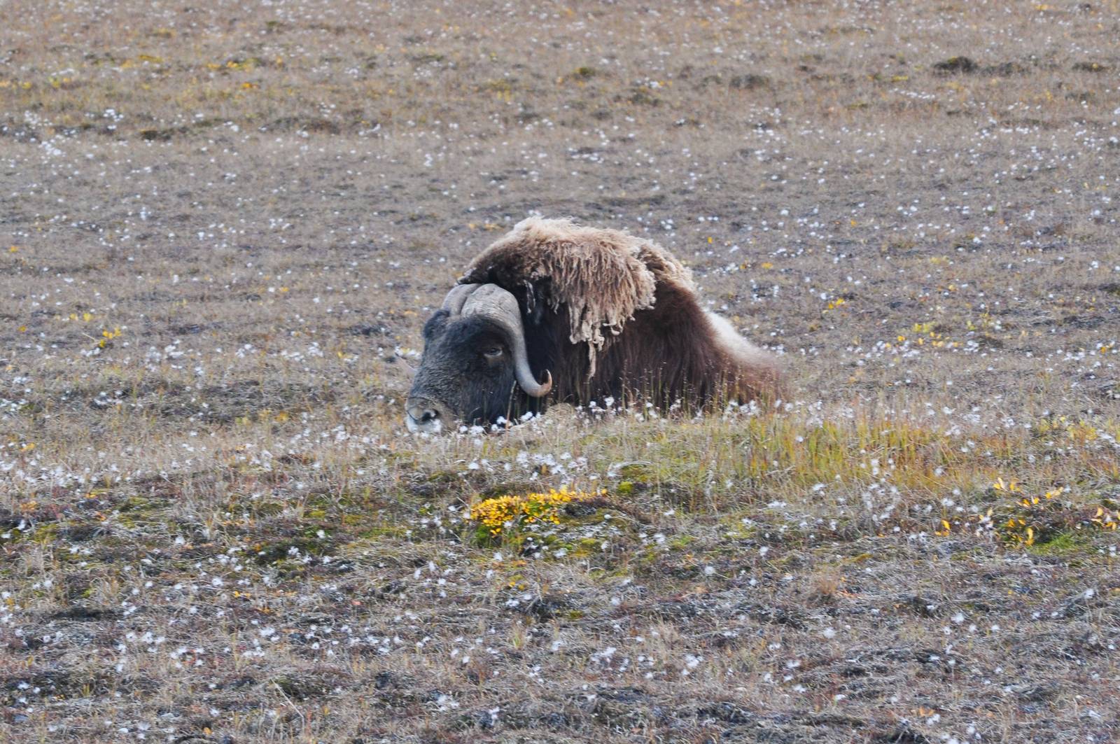 Musk Ox - Alaska