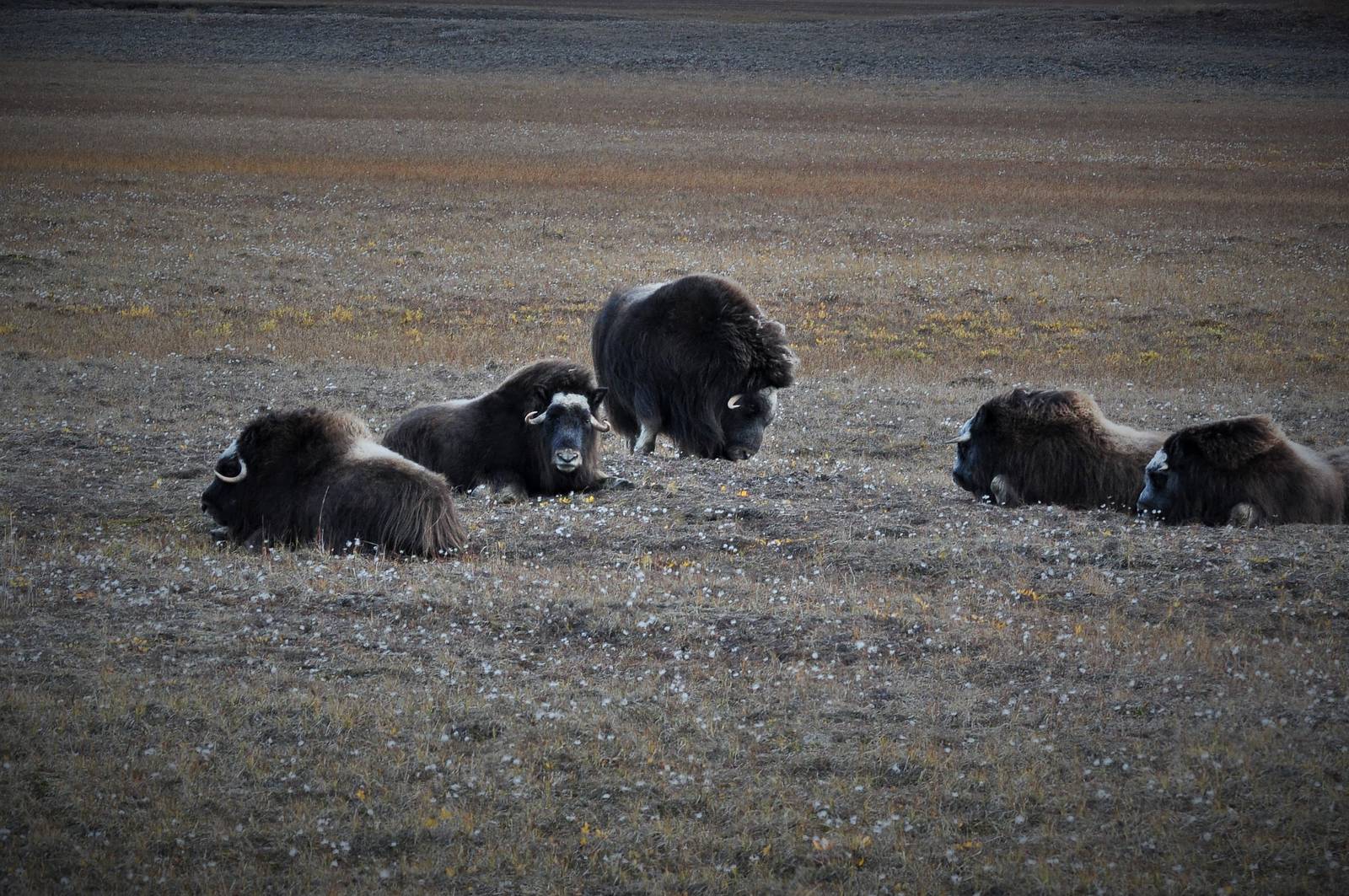 Musk Ox - Alaska