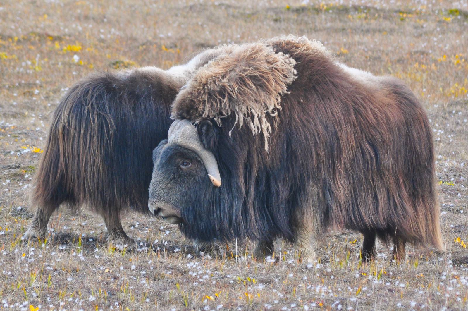 Musk Ox - Alaska