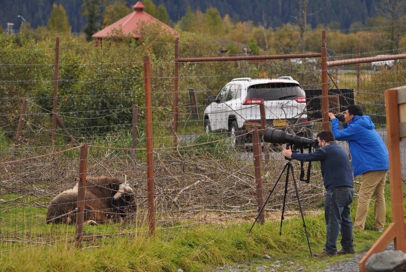 Musk Ox and Eagle Photographers