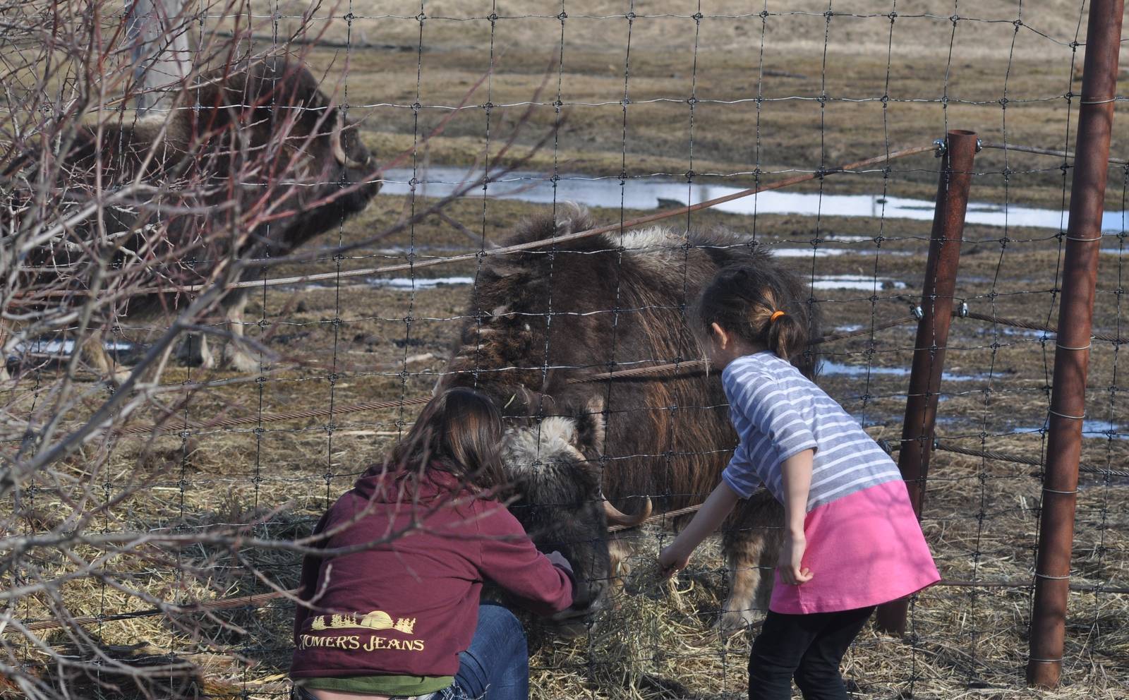 Musk Ox and Guests.