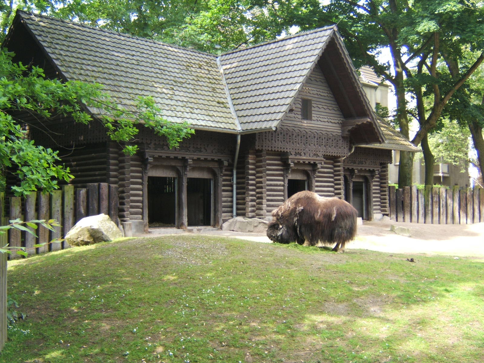 Musk Ox and house