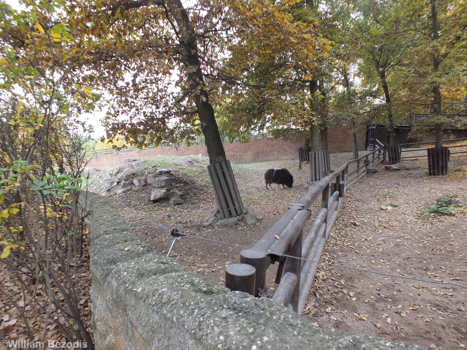Musk Ox and Prairie Dog Enclosure