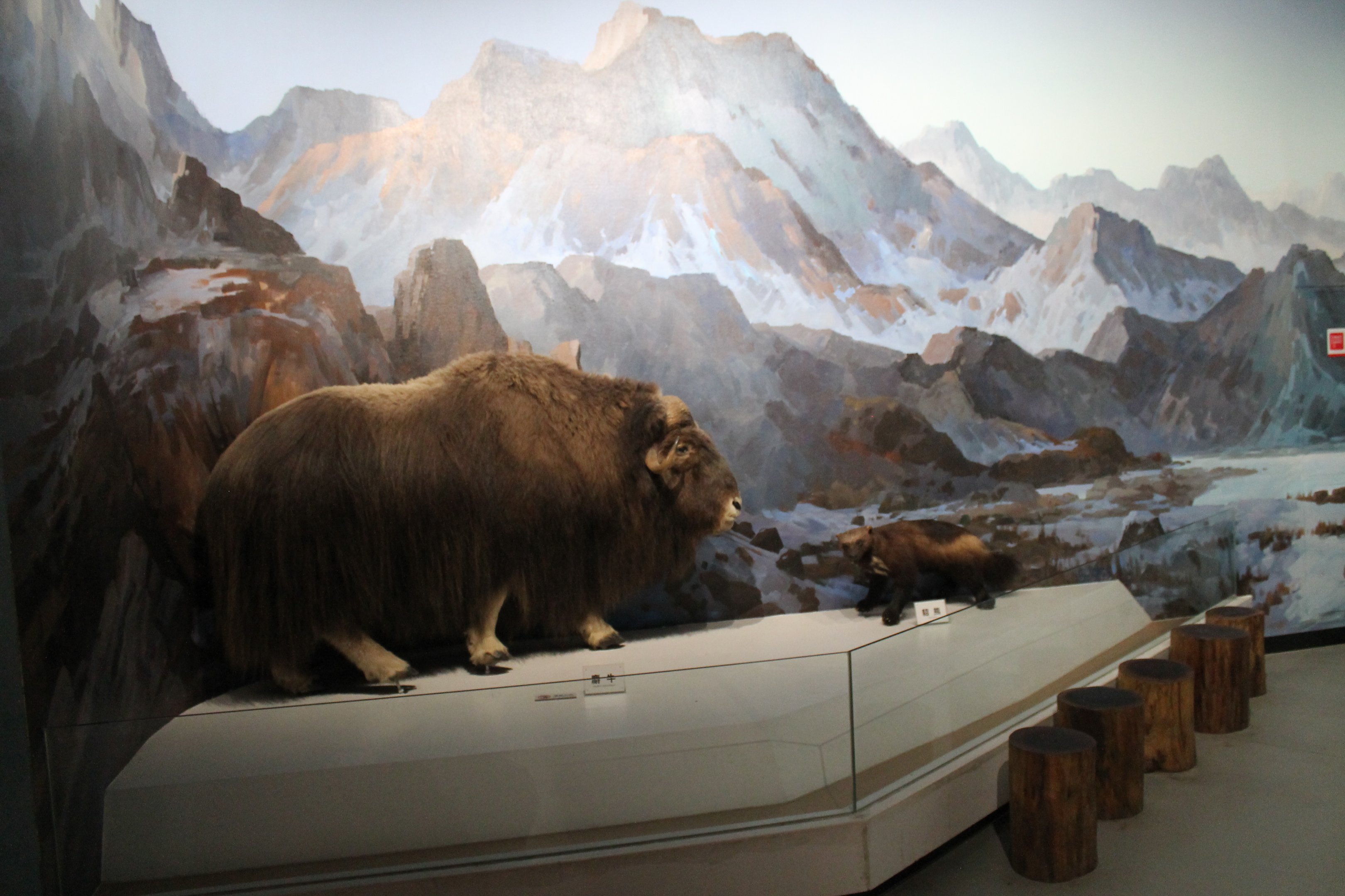 Musk-Ox and Wolverine - Shaanxi Nature Museum