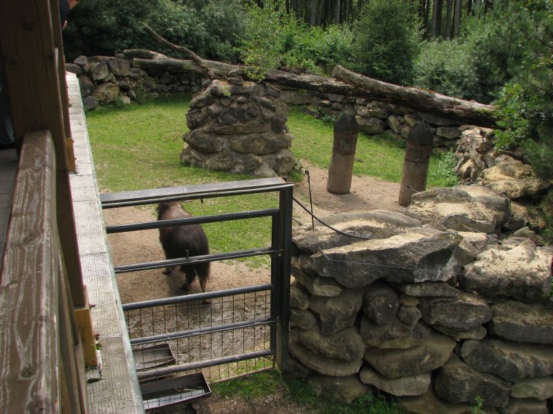 Musk ox at zoo Olomouc