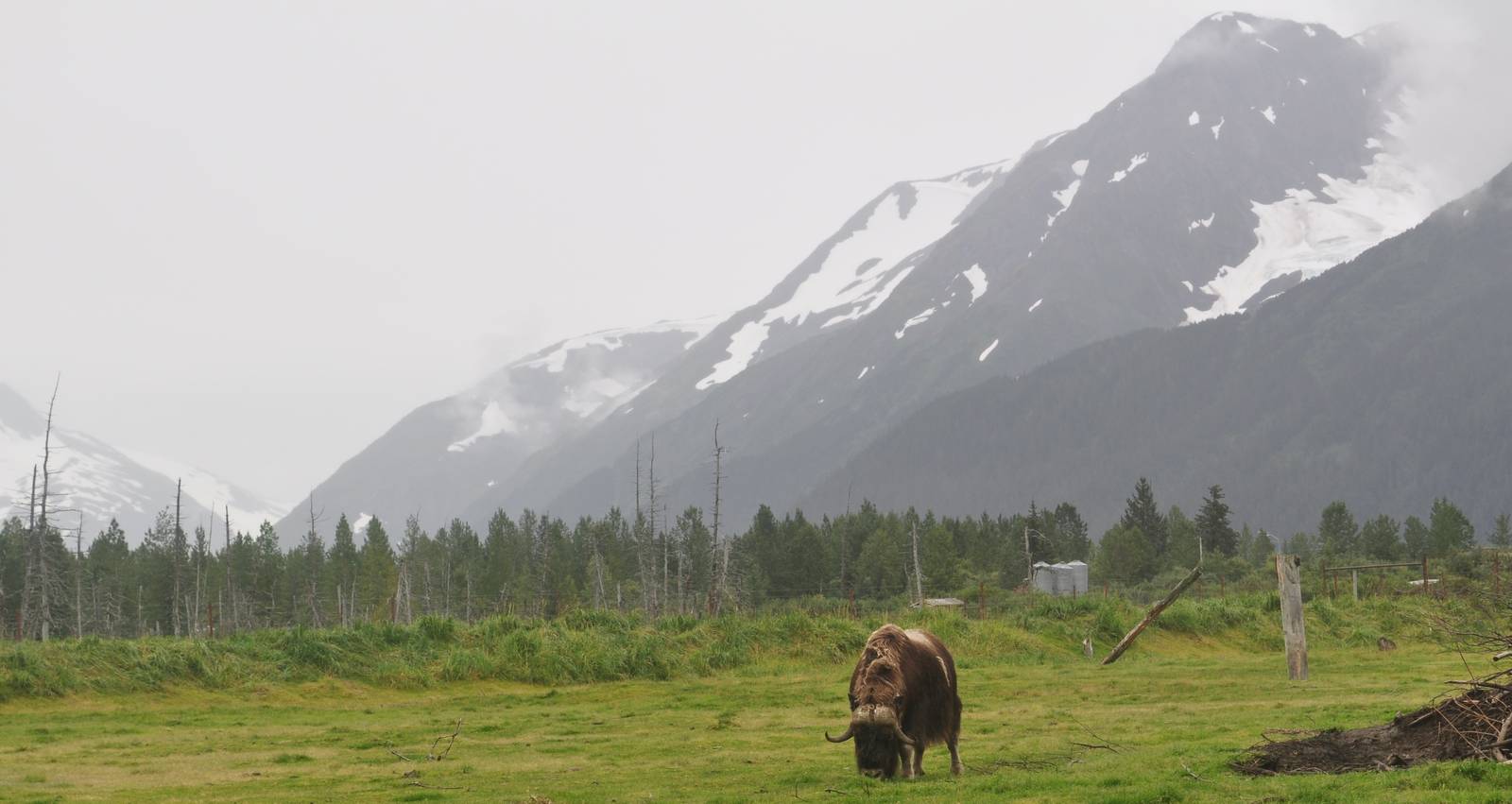 Musk Ox below hanging glacier