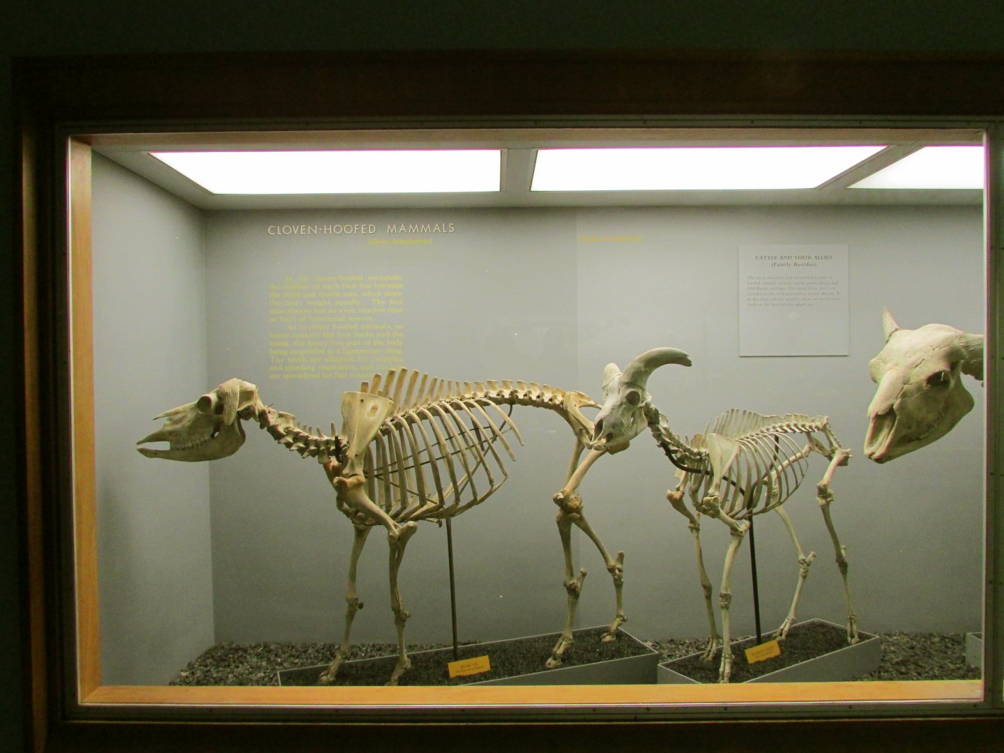 Musk Ox & Bighorn Sheep Skeletons