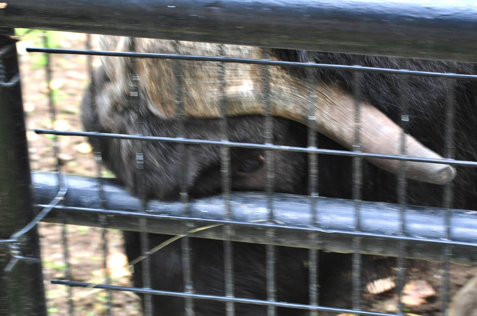 Musk Ox bluff charge