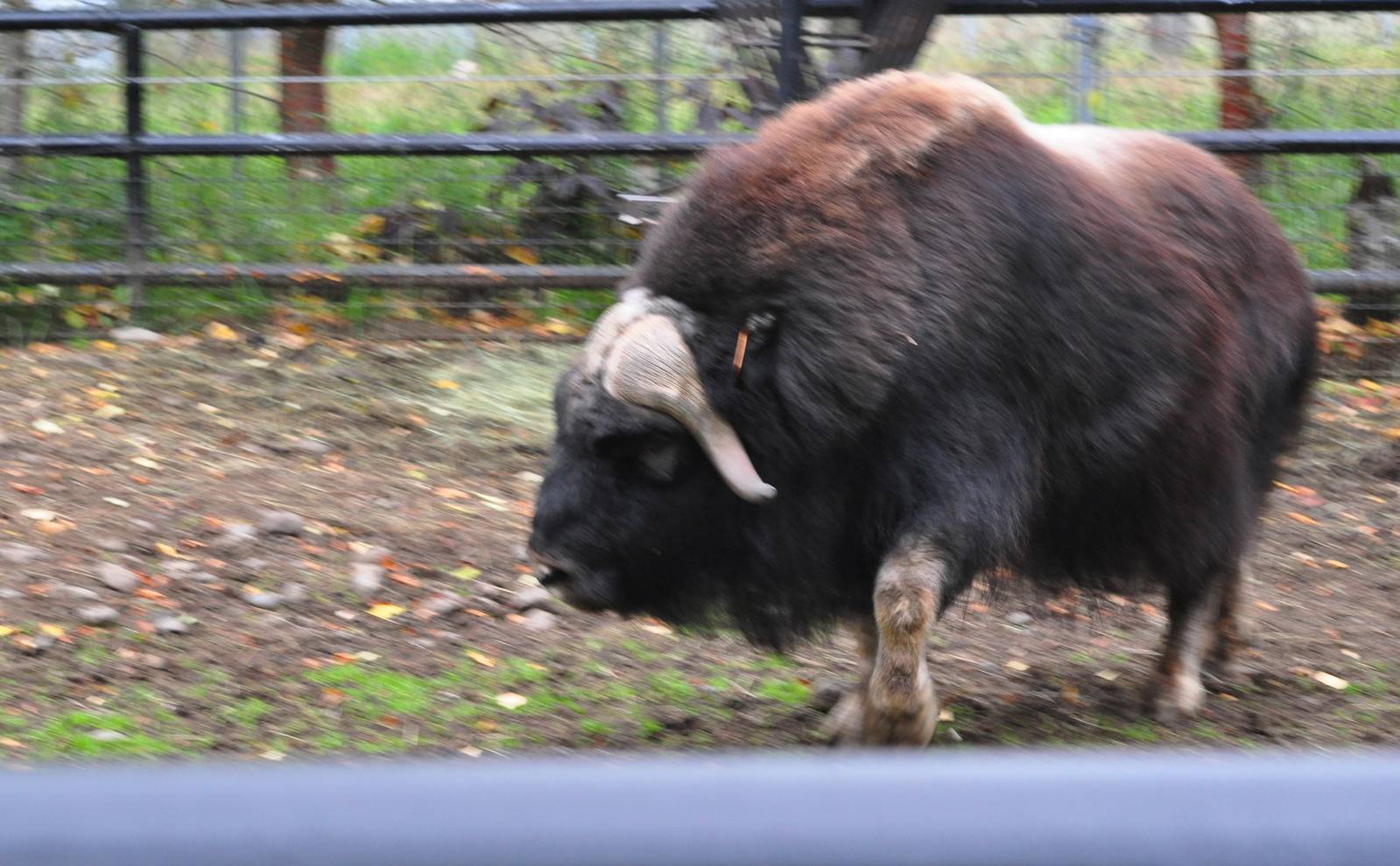 Musk Ox bluff charge