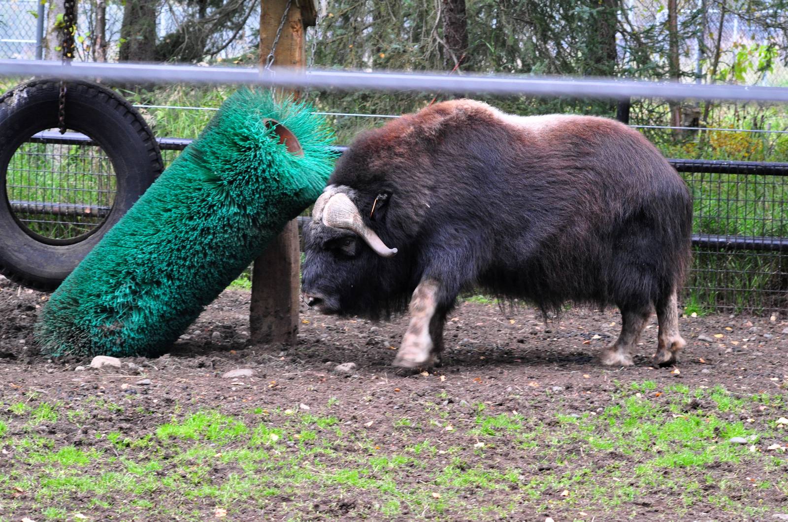 Musk Ox bluff charge
