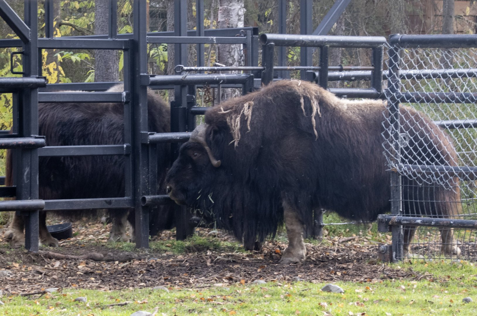 Musk Ox bull and cow being kept seperated