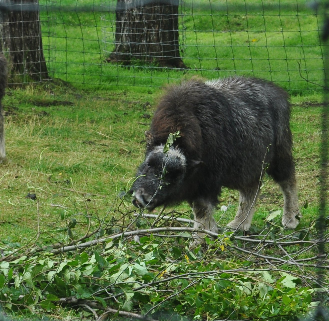 Musk Ox Calf