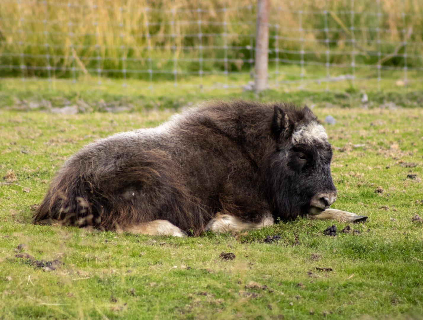 Musk Ox calf