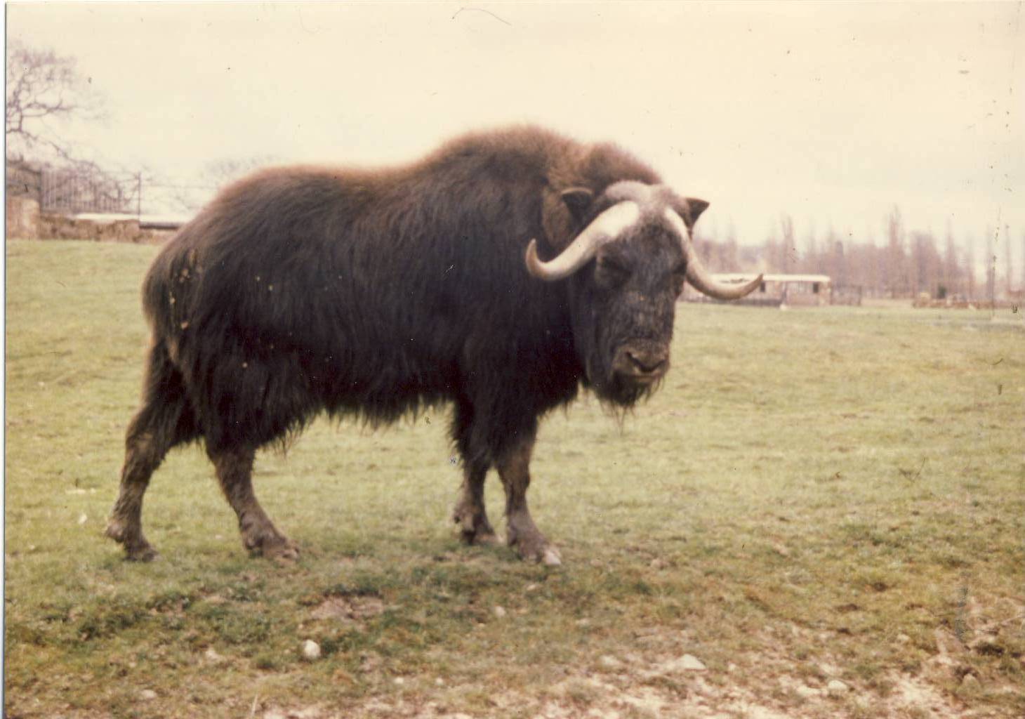 Musk Ox Chester Zoo 12 April 1979