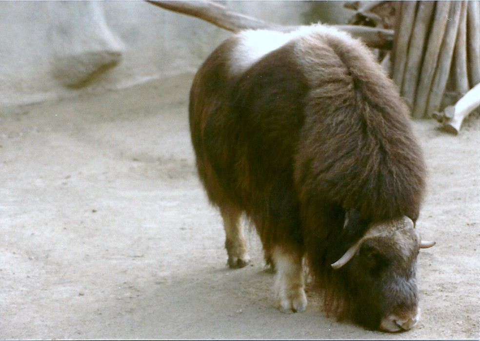 Musk Ox - Circa 1984