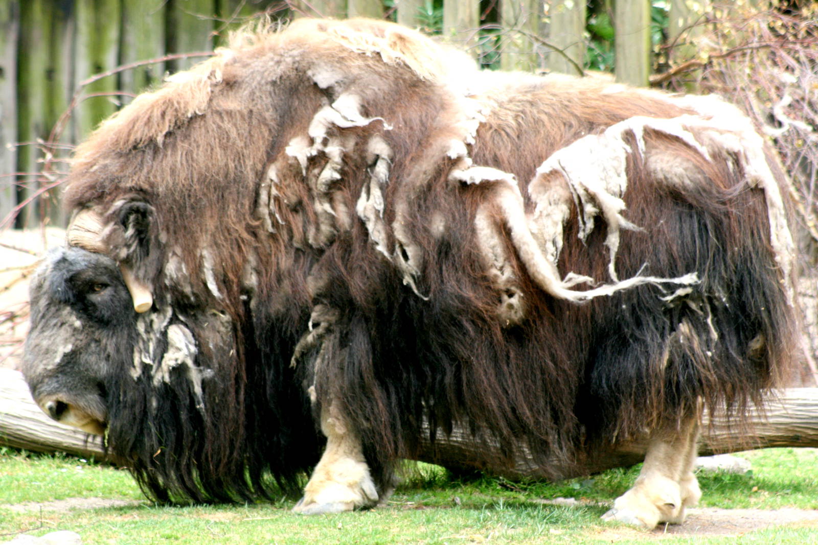 Musk-ox; Cologne; 28th May 2011