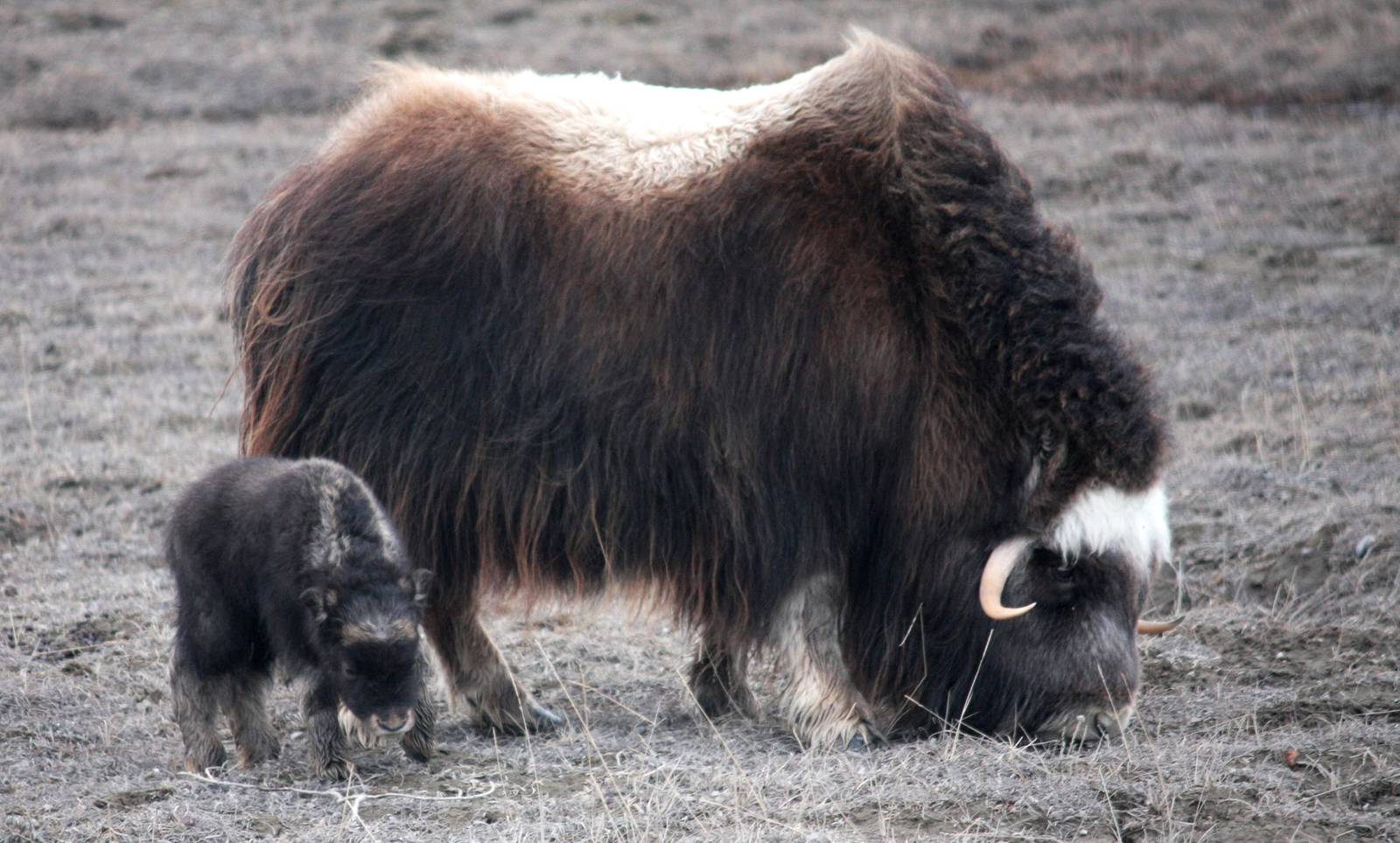 Musk Ox Cow and Calf - Alaska