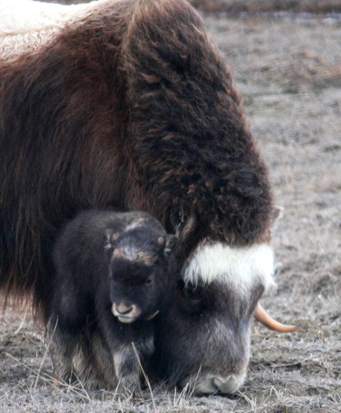 Musk Ox Cow and Calf - Alaska