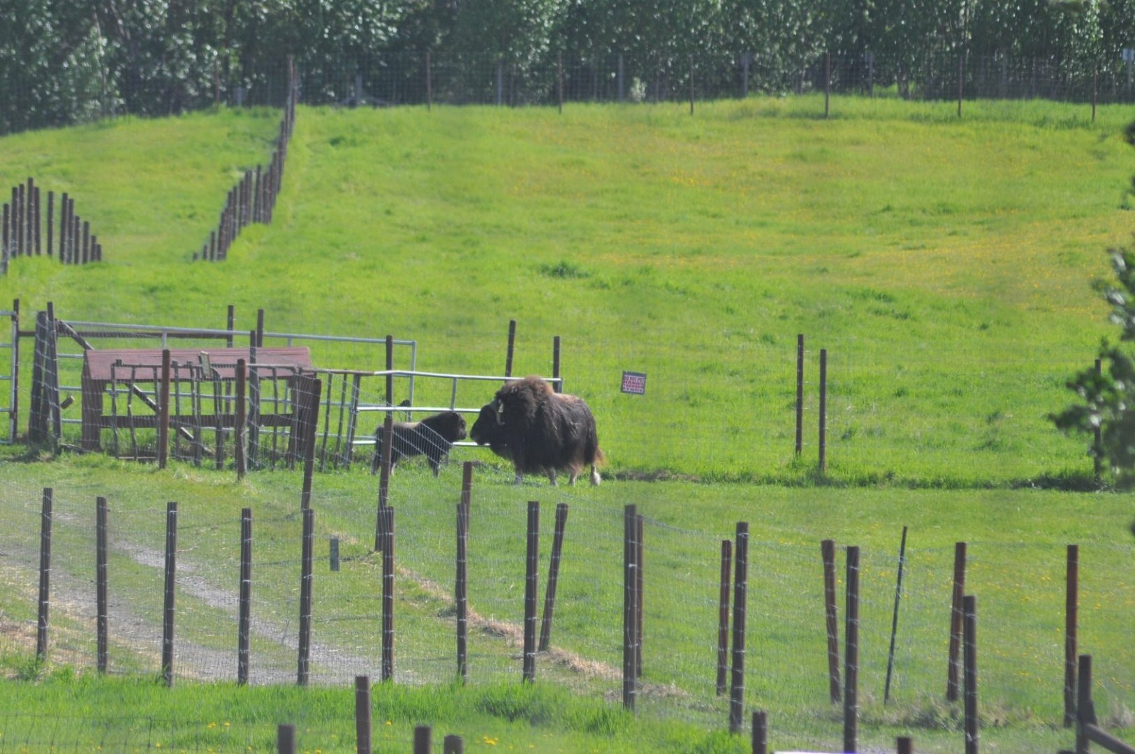Musk Ox cow and calf