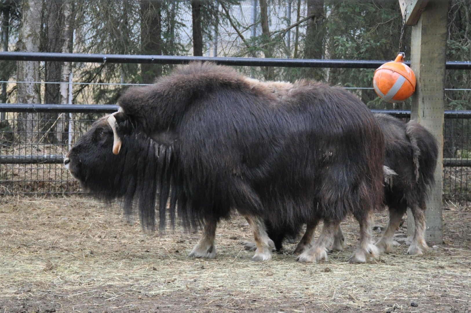 Musk Ox cow and calf