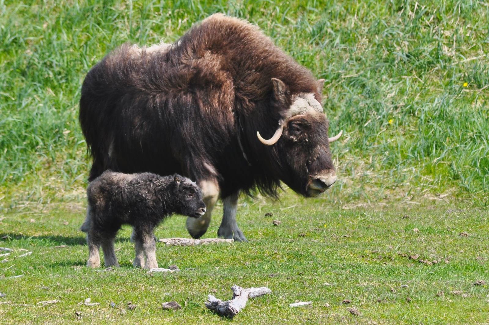 Musk Ox cow with calf
