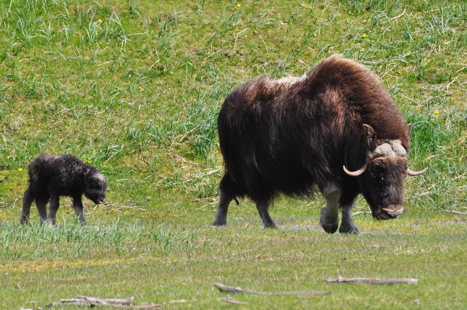 Musk Ox cow with calf