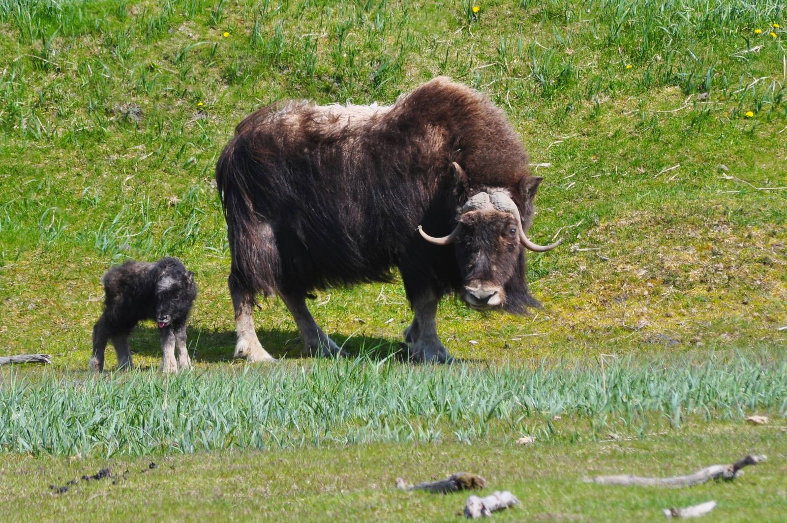 Musk Ox cow with calf