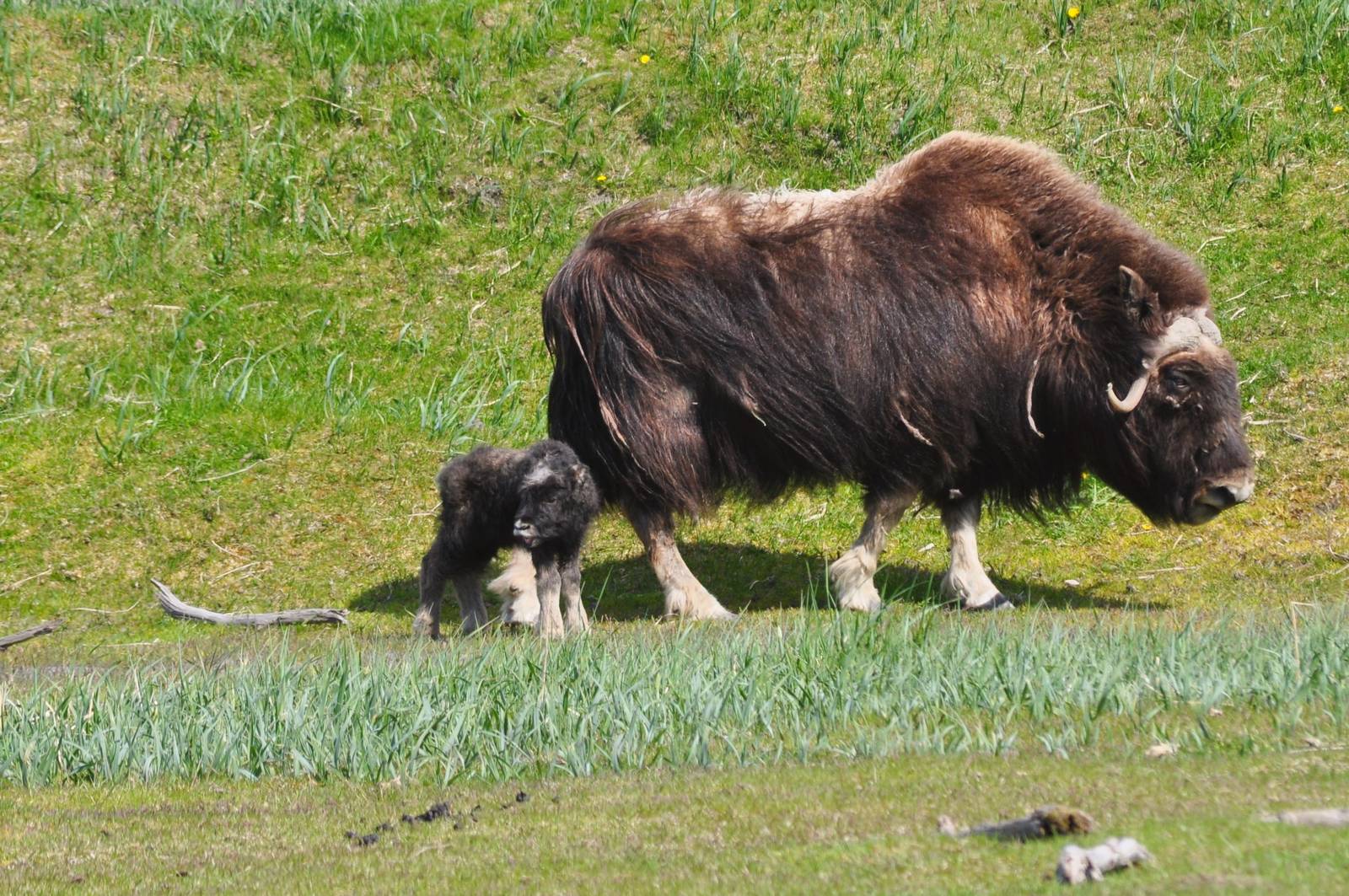 Musk Ox cow with calf