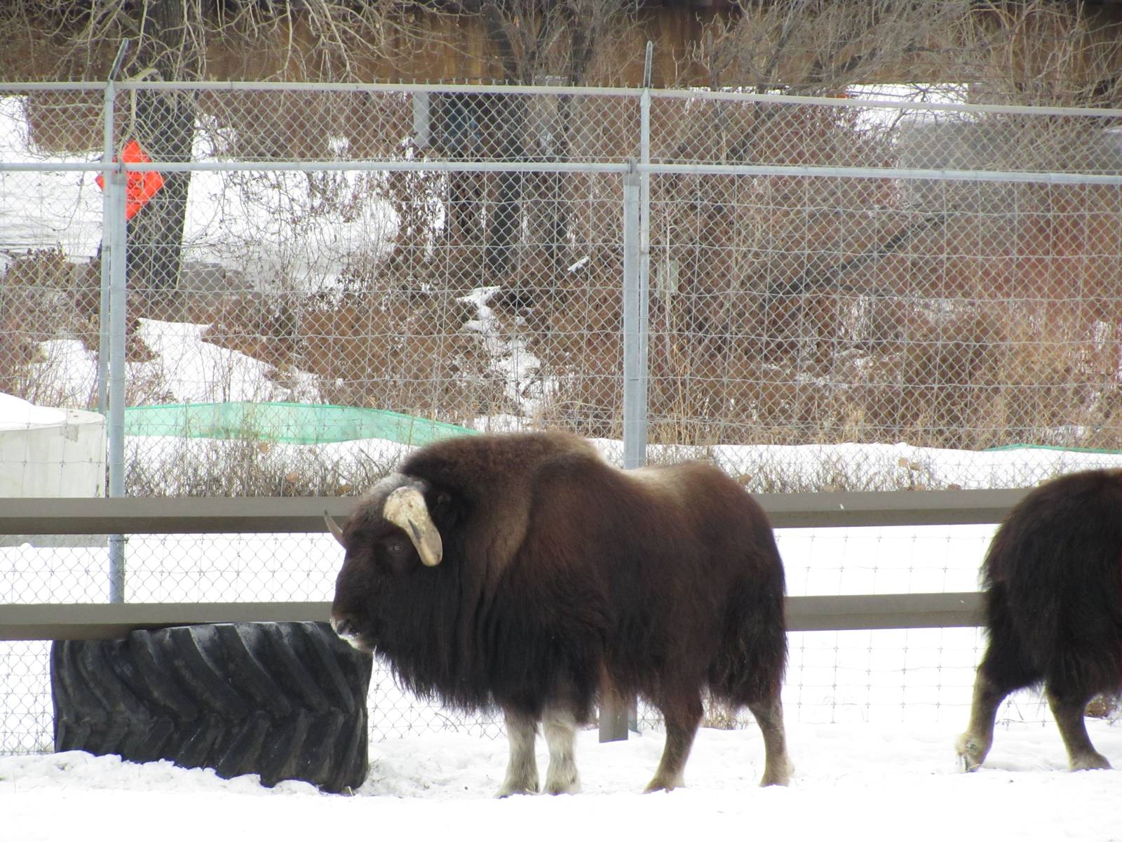 Musk Ox Dec 26