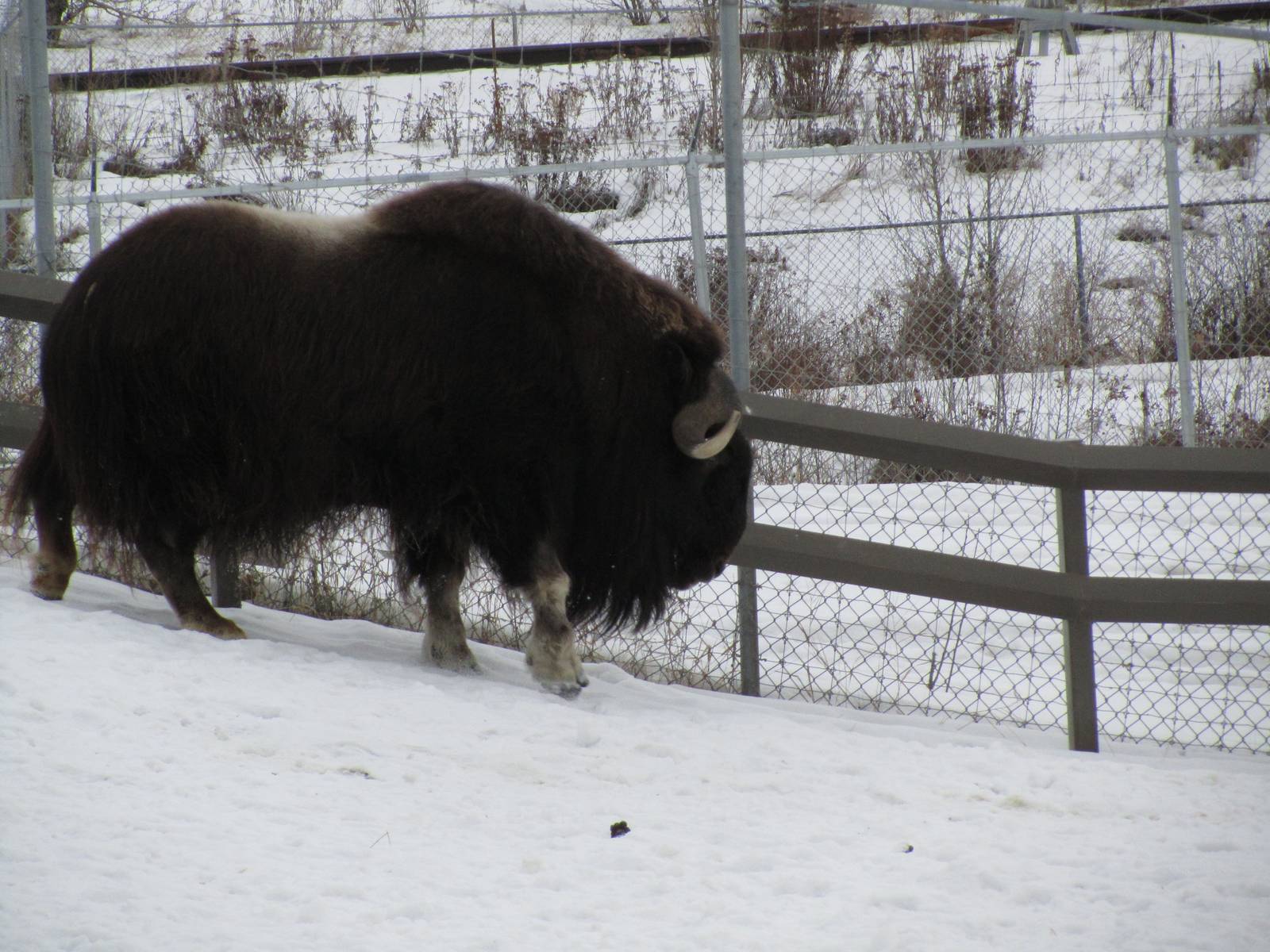 Musk Ox Dec 26