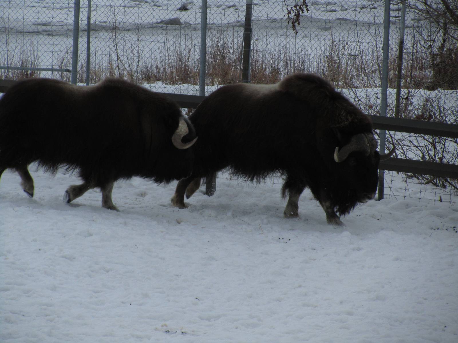 Musk Ox Dec 26