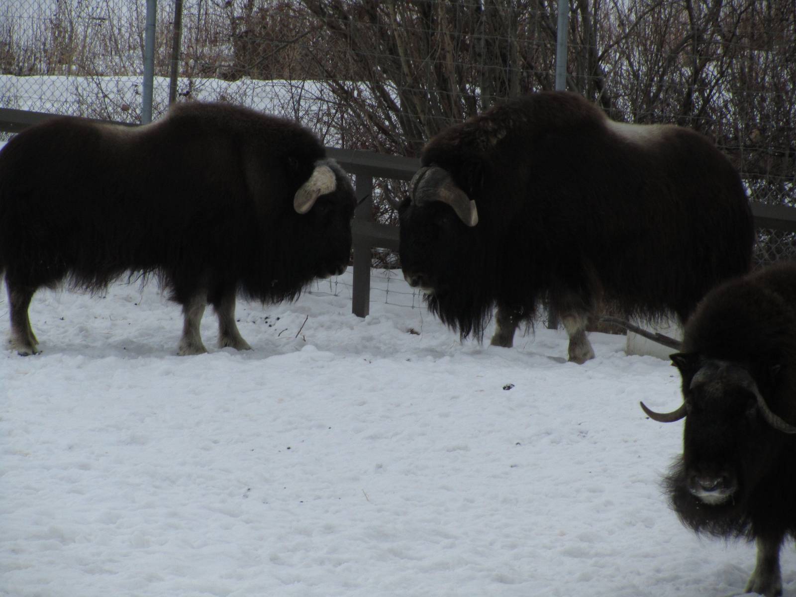 Musk Ox Dec 26