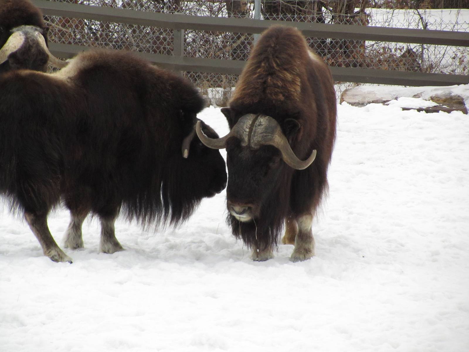 Musk Ox Dec 26