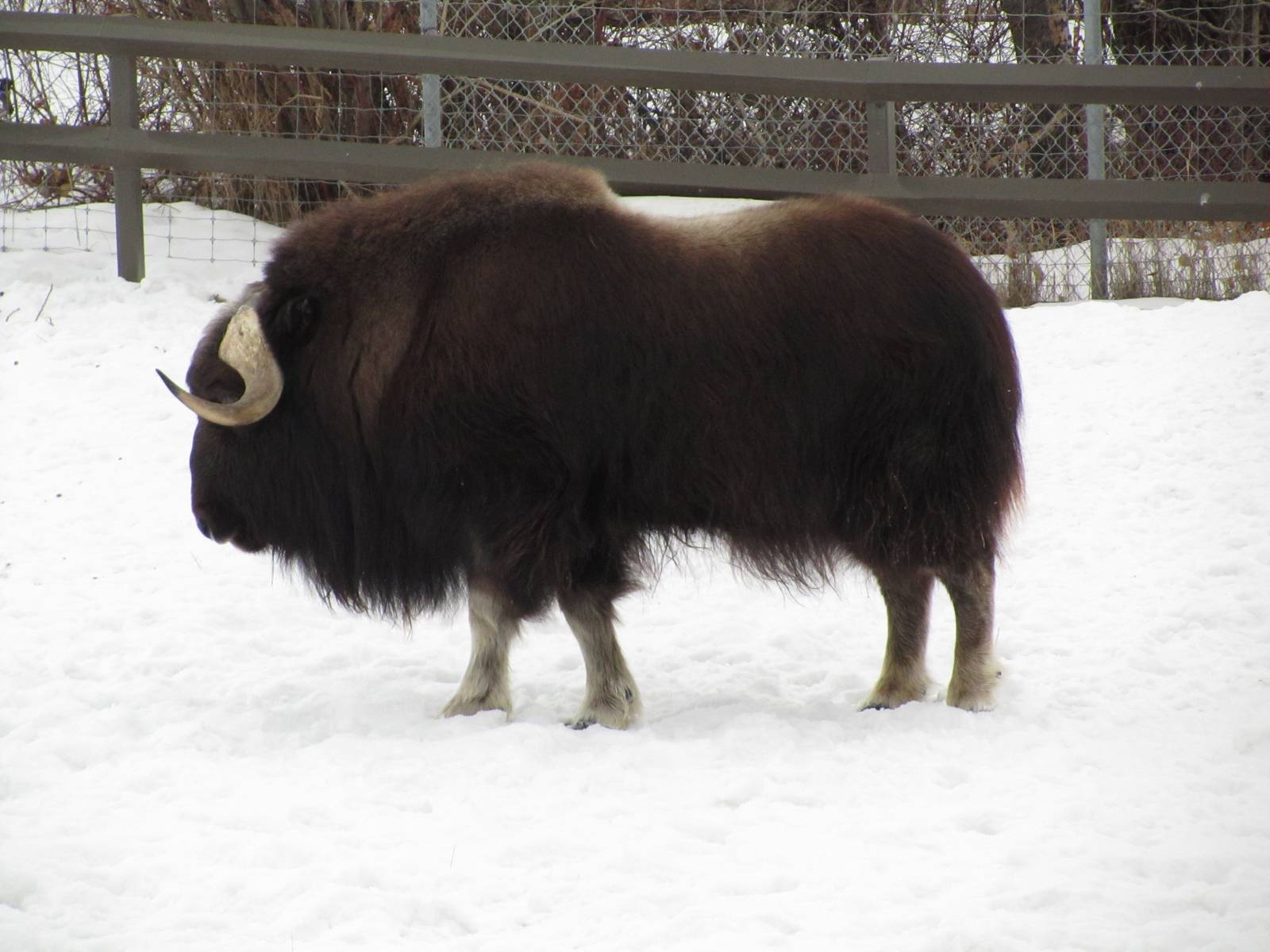 Musk Ox Dec 26
