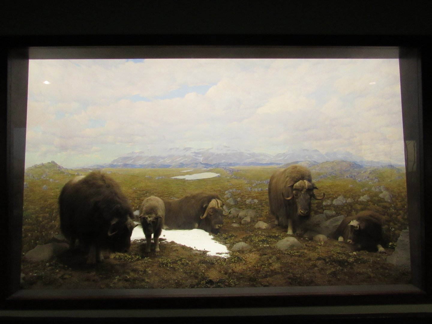 Musk Ox Diorama