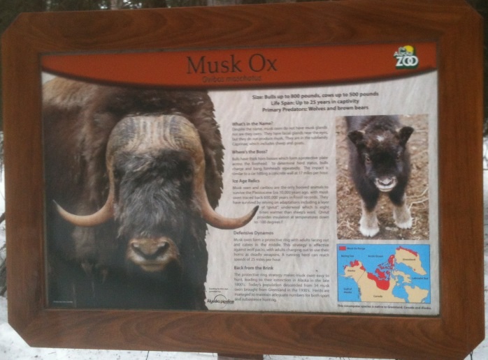 Musk Ox Edicational Sign