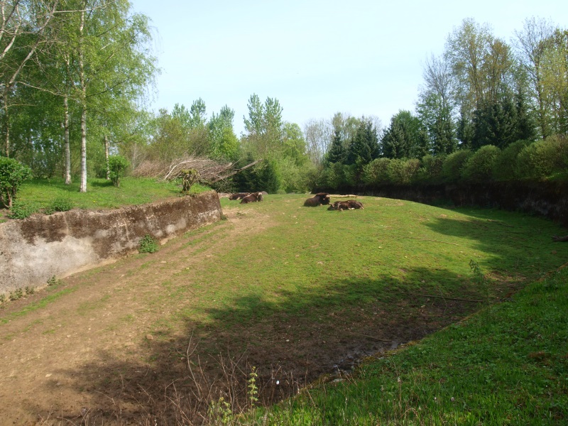 Musk ox enclosure (May 2nd, 2015)