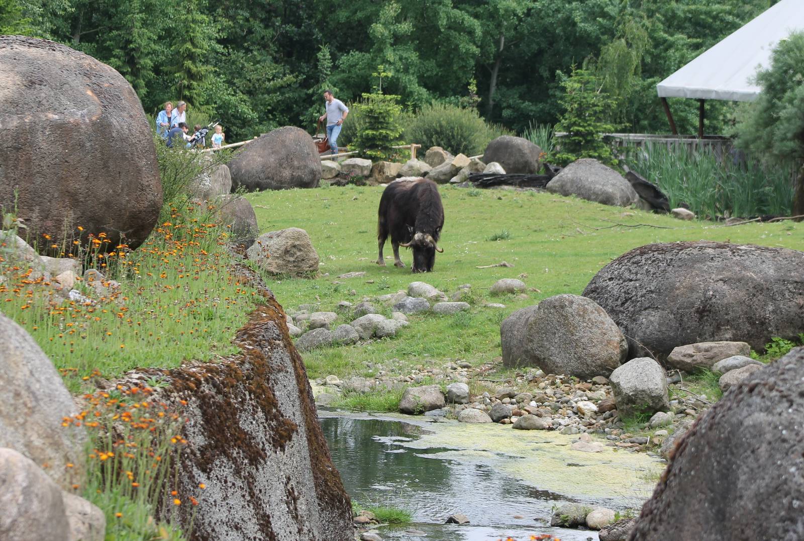 Musk ox enclosure