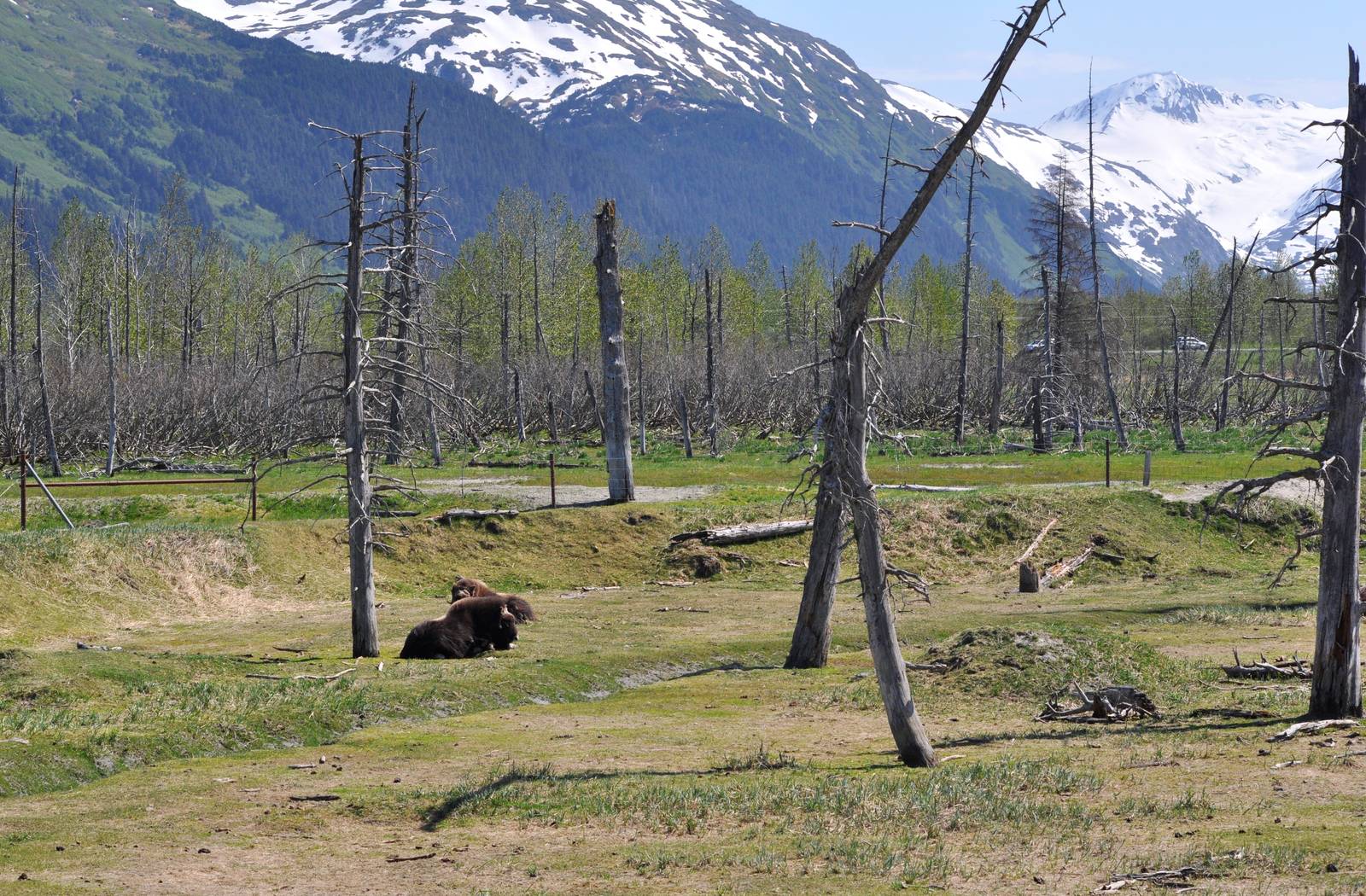 Musk Ox Enclosure