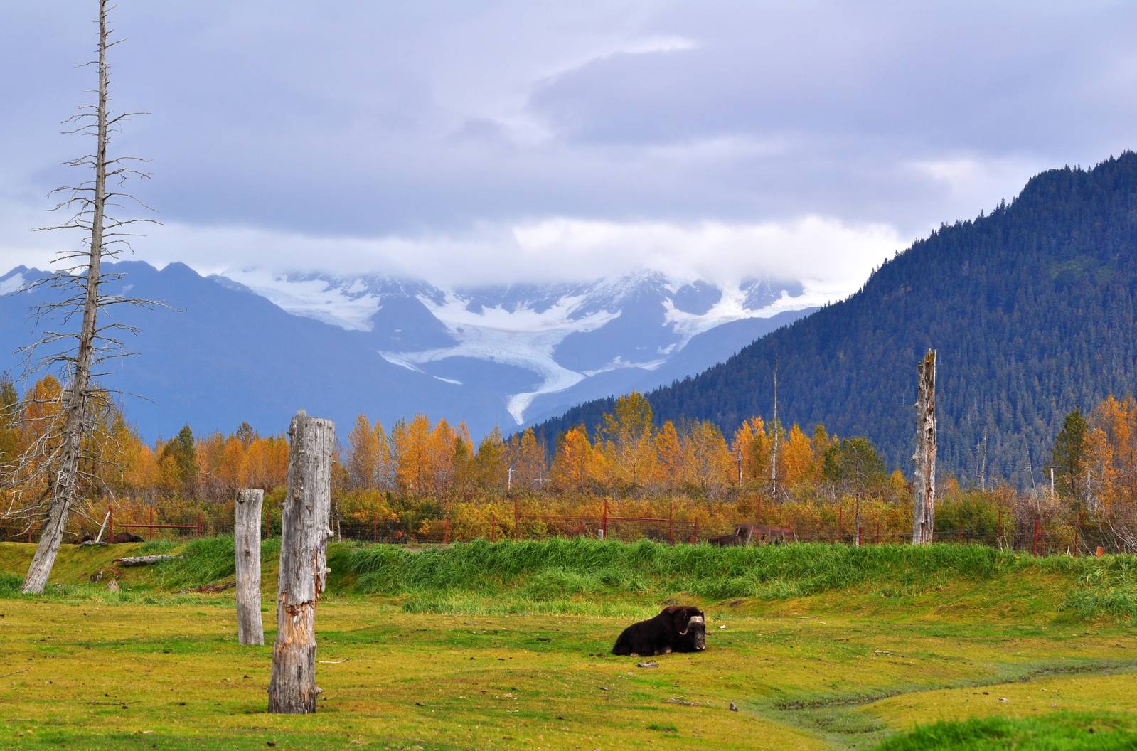 Musk Ox Enclosure