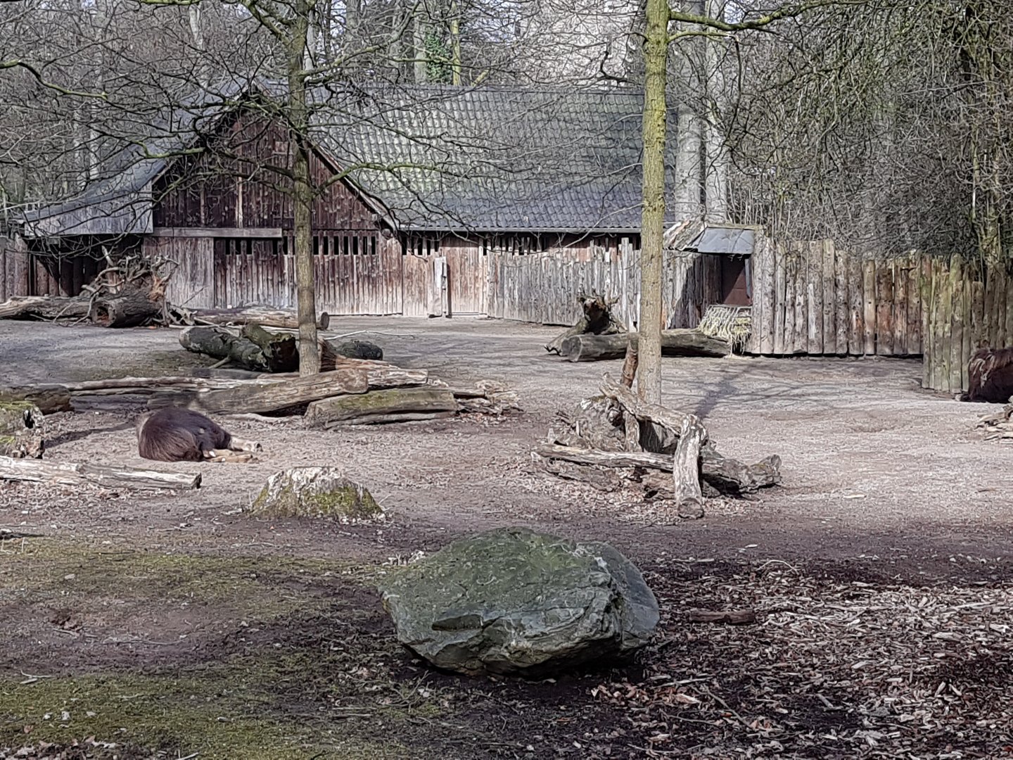Musk ox enclosure