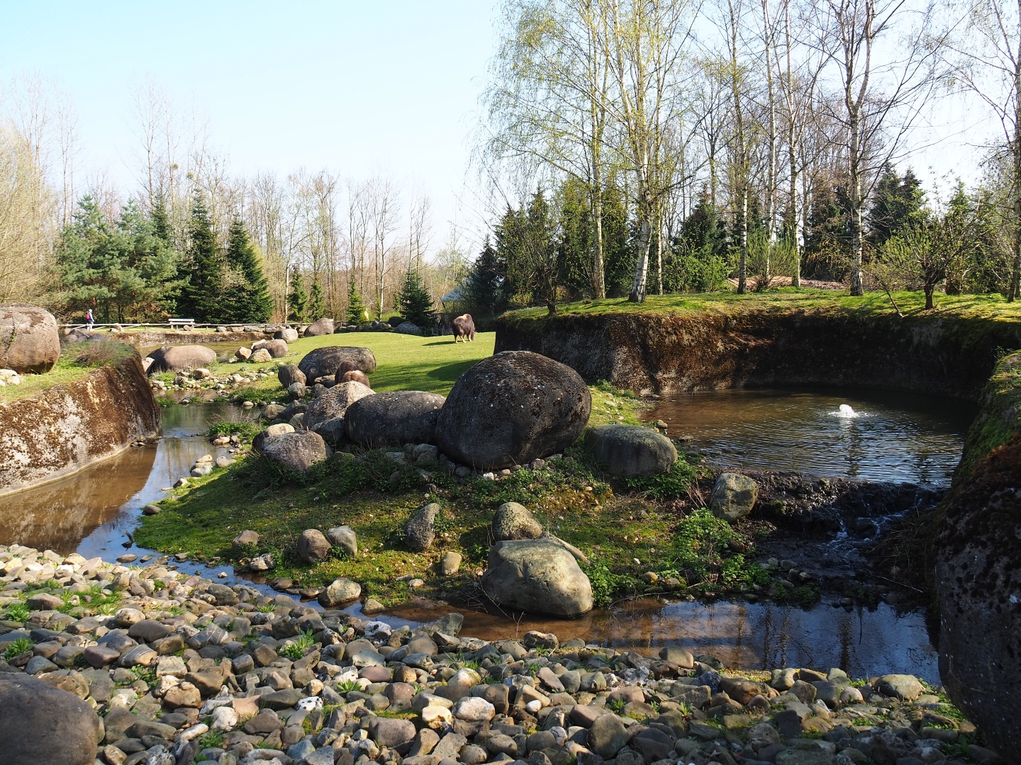 Musk ox exhibit, 2019-03-30