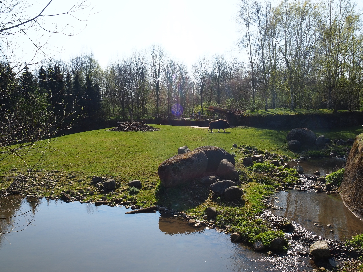Musk ox exhibit, 2019-03-30