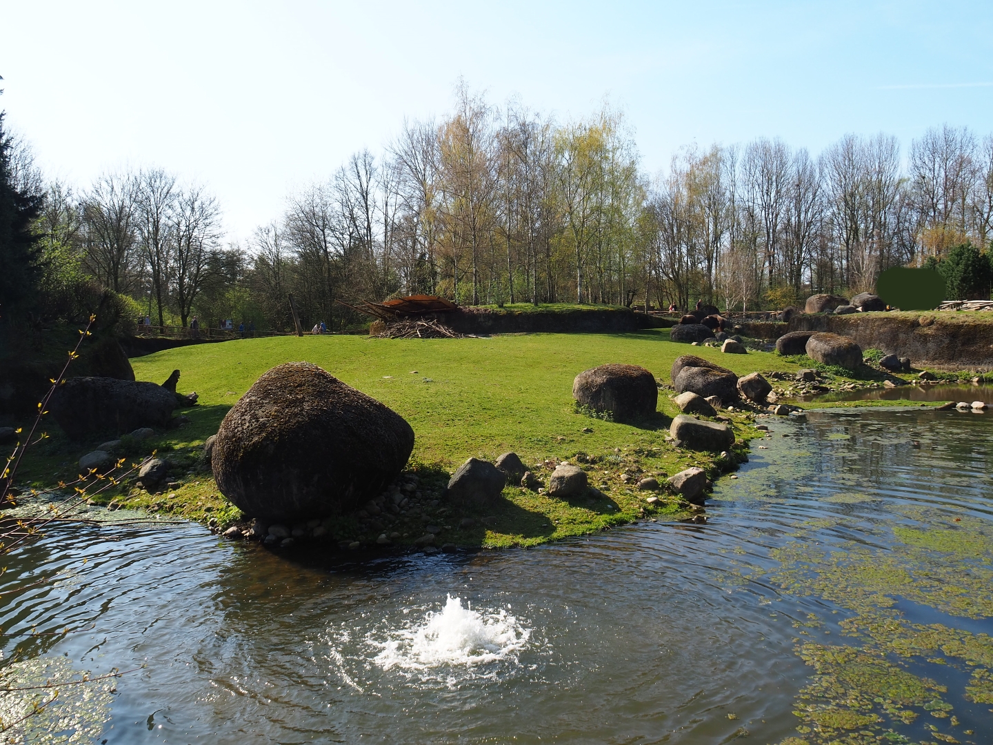Musk ox exhibit, 2019-03-30