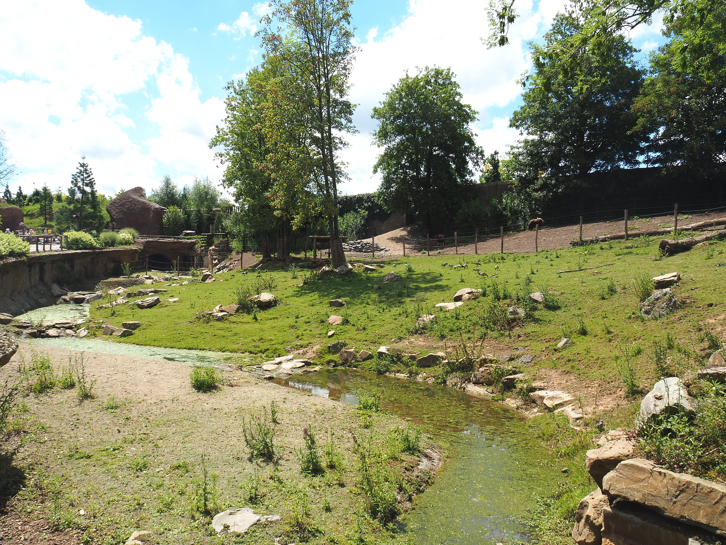 Musk ox exhibit, 2022-06-28
