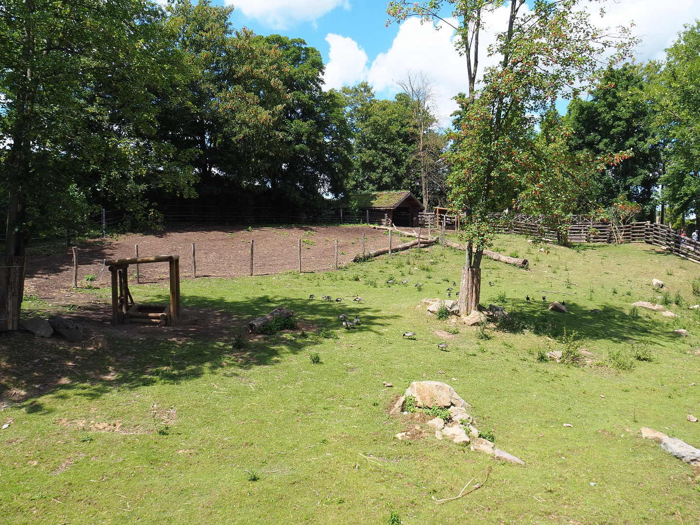 Musk ox exhibit, 2022-06-28