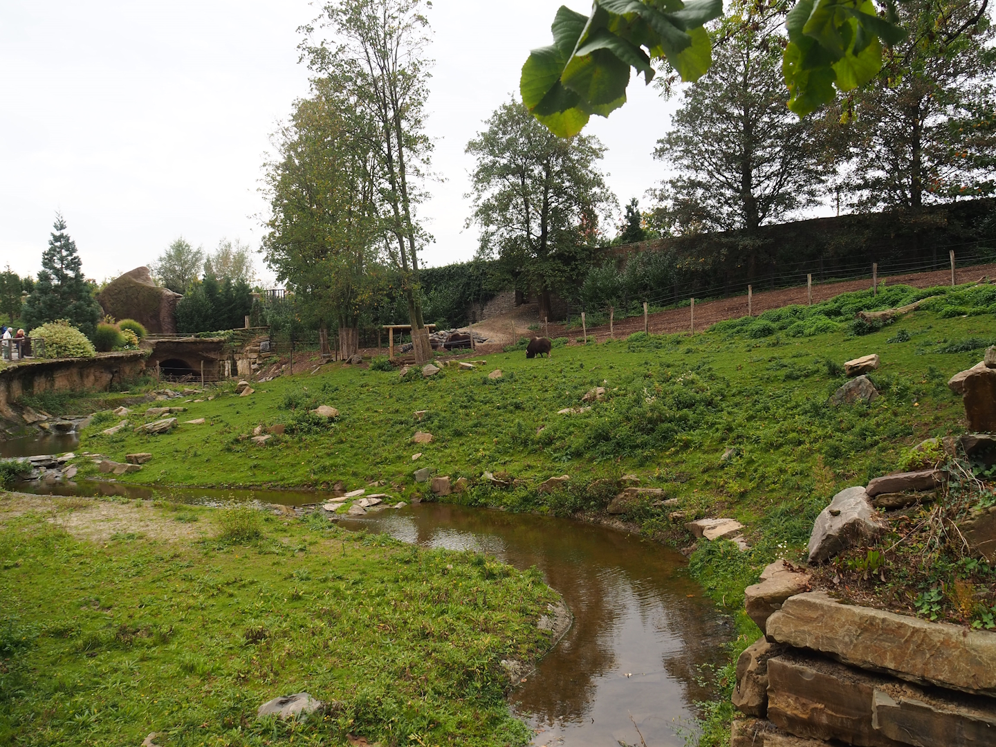 Musk ox exhibit, 2023-10-13